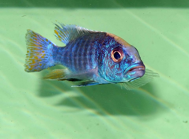 Sciaenochromis fryeri